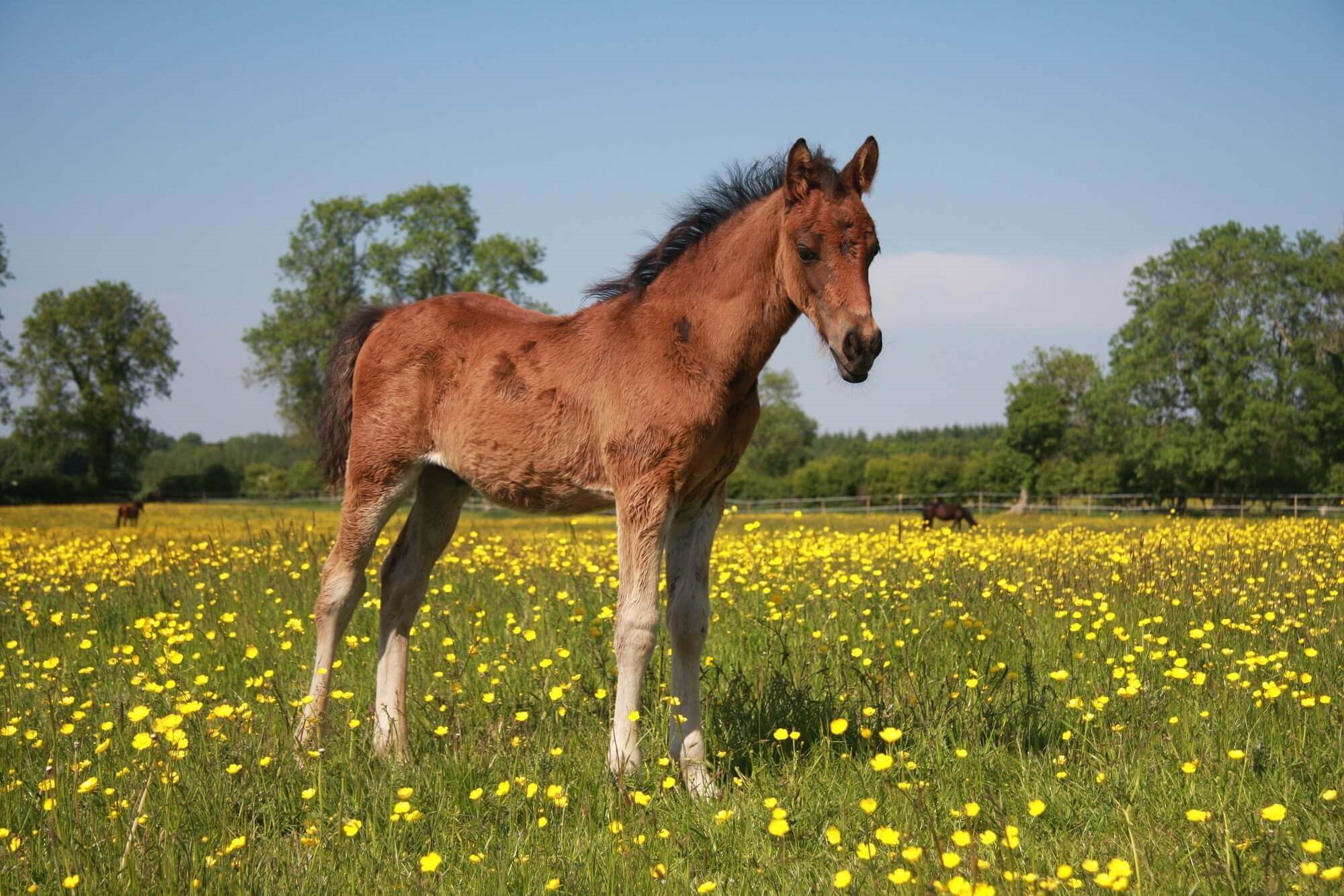 Expat Morgans leading sport stud farm in Europe